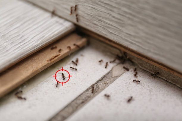 Best Residential Pest Control  in Perryopolis, PA